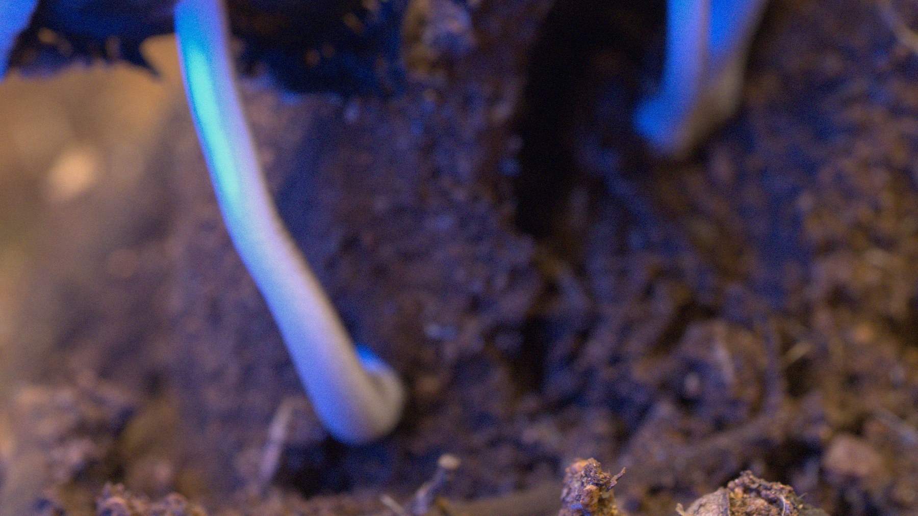 A single frame, mostly out of focus
